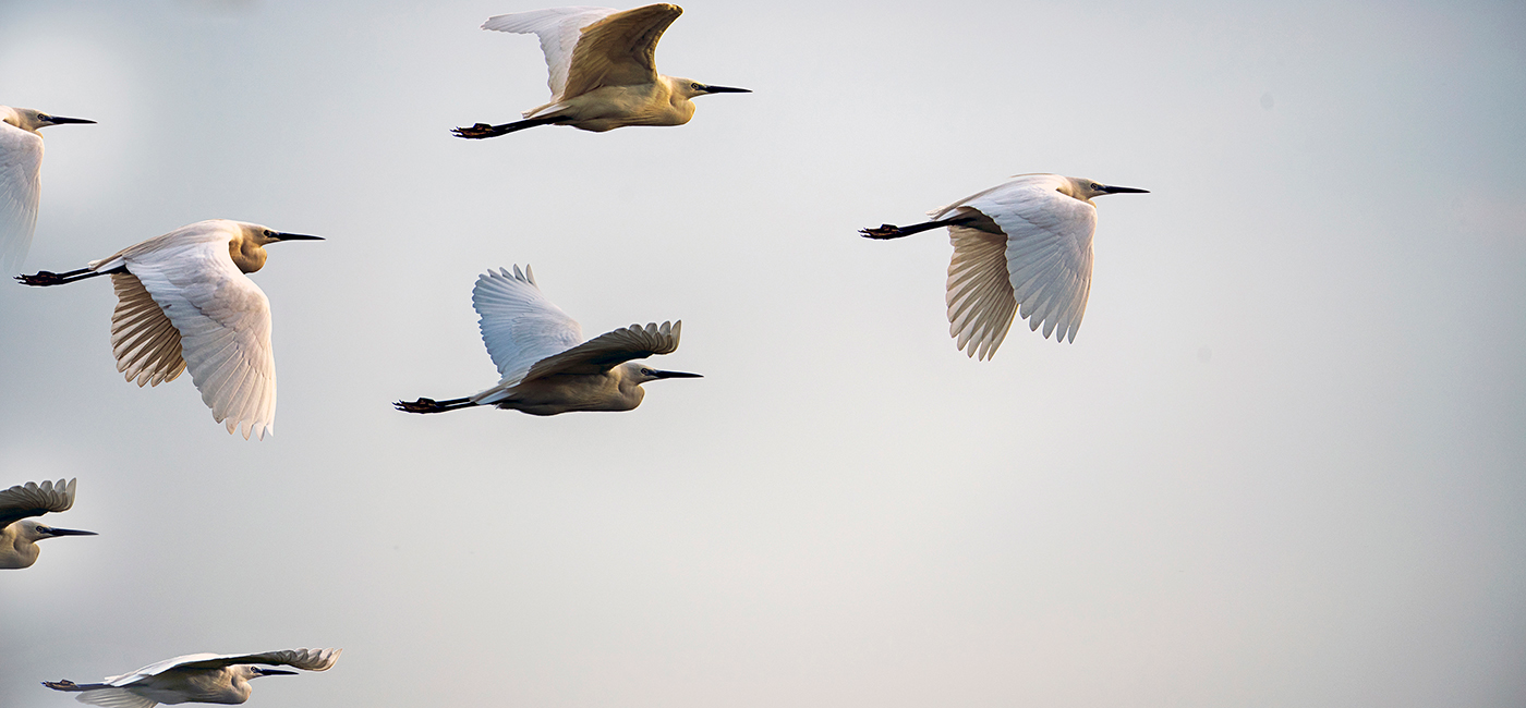 [Header] [About Us] What makes us different